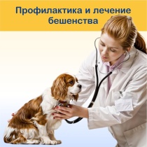 Профилактика бешенства